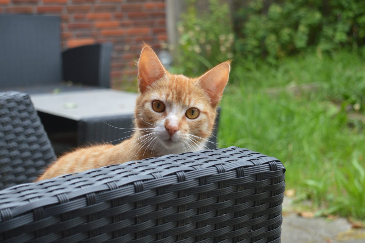 Jimmy Kater Achtertuin